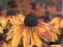 Rudbeckia hirta Autumn Colors1